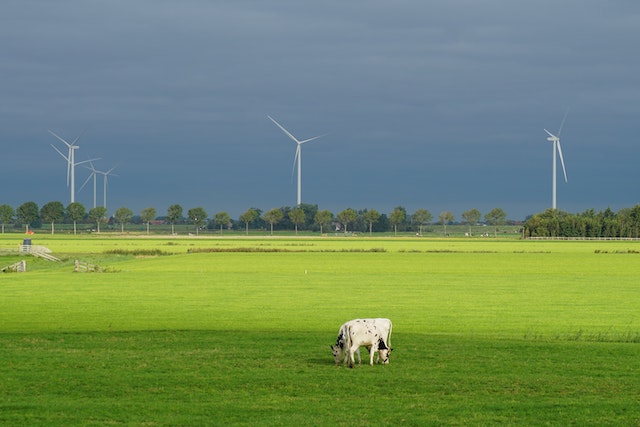 Multiple wind turbines on a grassy landscape with a black and white cow in the foreground